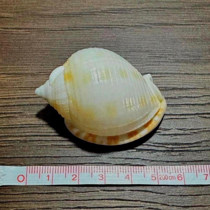 Shell Biscuits Individual Sea Shells - Etsy