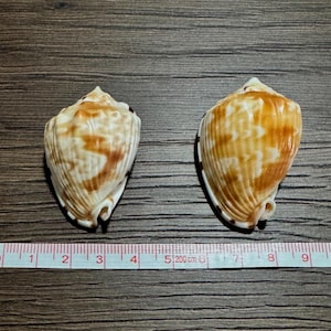 May include: Two sea shells with brown and cream patterns positioned above a measuring tape. The smaller shell on the left measures approximately 2.5 inches in length, while the larger shell on the right measures approximately 3.25 inches.