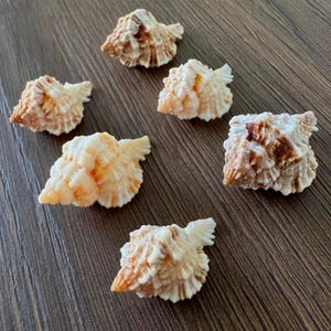 May include: A collection of six small, textured seashells with a spiral shape, featuring a color palette of creamy white and light brown. Each shell displays intricate ridges and a pointed apex, arranged in a scattered pattern across the frame.