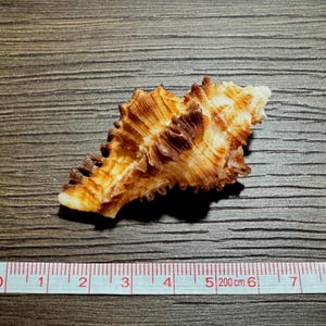 May include: A textured, elongated seashell with brown and cream coloration, featuring prominent ridges and a jagged edge. A white measuring tape is positioned beneath the shell, indicating a length of approximately 6.5 centimeters for the object.