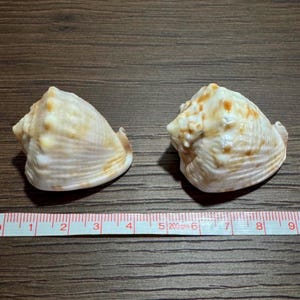 Puede incluir: Dos conchas marinas de color blanco roto y bronceado con crestas en espiral y puntas, colocadas sobre una cinta métrica que muestra que las conchas miden aproximadamente 9 cm y 9,5 cm de ancho, con una superficie texturizada.