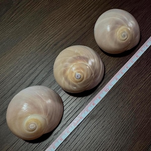 Pode incluir: Três conchas marinhas lisas e arredondadas de cor bege claro com um padrão em espiral no centro. Uma fita métrica está posicionada na diagonal ao lado das conchas, mostrando que cada uma tem um diâmetro de cerca de 6 a 7,5 centímetros.