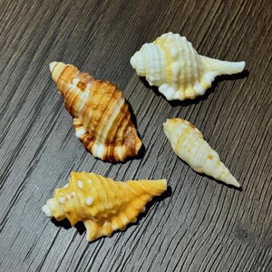 以下が含まれることがあります： グループに配置された4つの異なる貝殻。1つは茶色で白い隆起がある大きな貝殻、もう1つは淡い黄色で丸みを帯びた貝殻、3つ目は白と茶色の縞模様がある細長い貝殻、4つ目は鮮やかな黄色の質感のある貝殻です。