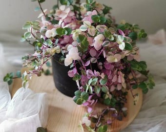 Pink Turtle Vine Plant | Callisia Repens Pink Lady Trailing Houseplant