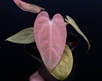 Anthurium Plant: Mint Pink Mutation Tropical Leaf (Live Exotic)