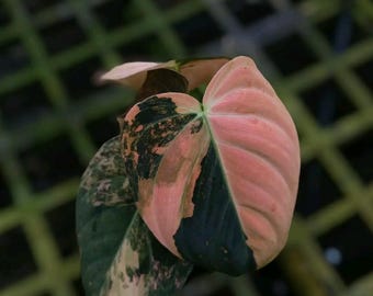 Philodendron Melano Pink - Unique Variegated Tropical Houseplant
