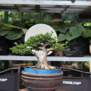 Mini Premna Microphylla Bonsai-träd, riktig inomhusväxt (ingen kruka)
