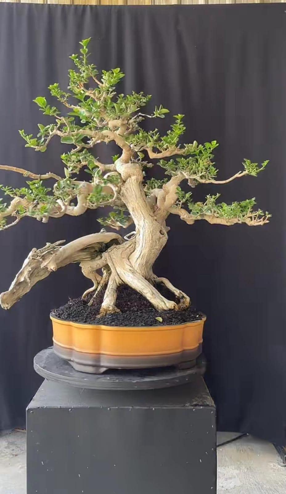 Bonsai without pot - Etsy.de