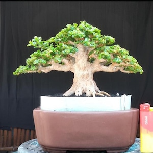 May include: A mature bonsai tree with a thick, textured trunk and vibrant green foliage. The tree is planted in a brown rectangular pot with a white interior. A Cricket lighter is next to the pot.