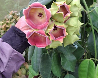 Hoya Lauterbachii Plant: Rare Papua Species - Easy Indoor Care