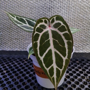 Anthurium Zara Michelle: Tropical Houseplant (Live Plant, Ready to Ship) image 1