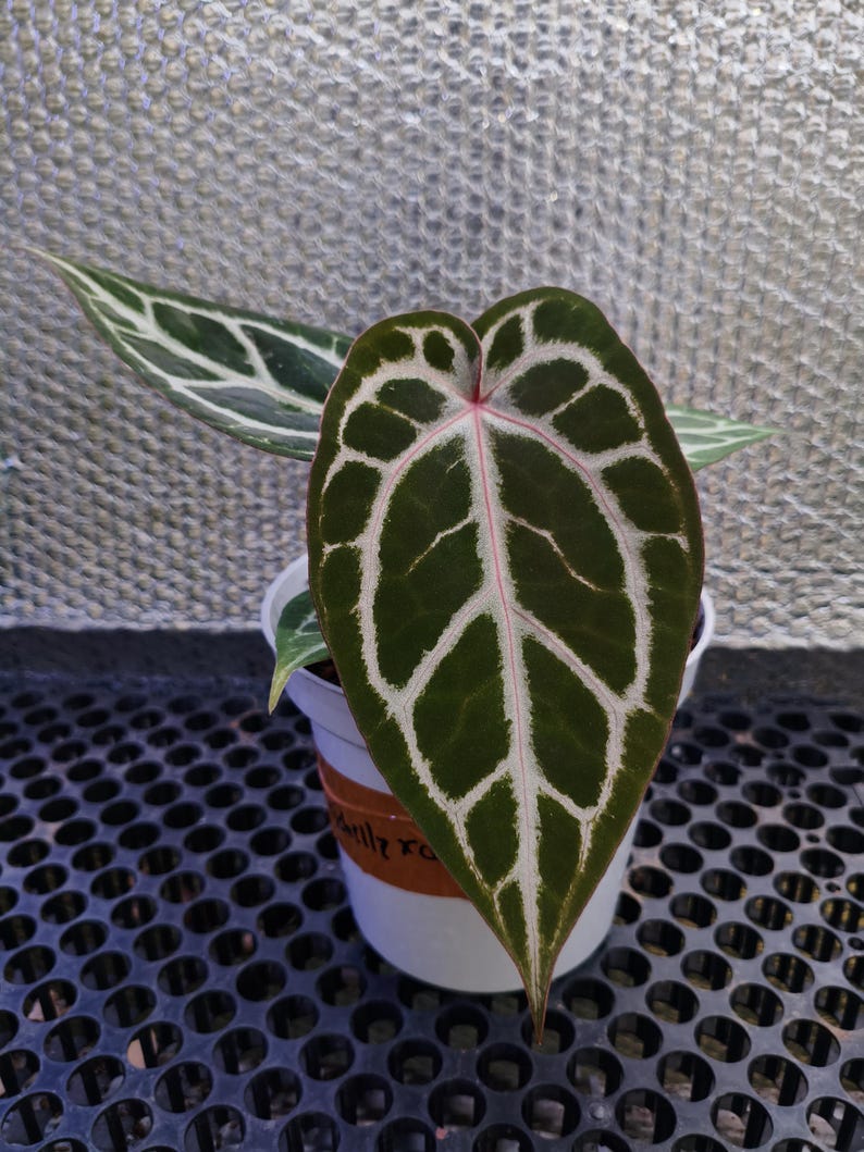 Anthurium Zara Michelle: Tropical Houseplant (Live Plant, Ready to Ship) image 1