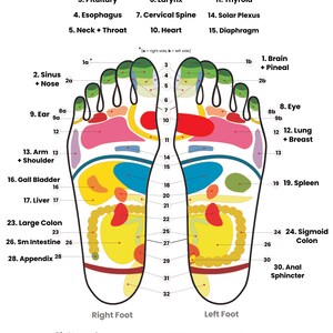 Pode incluir: Um gráfico de reflexologia podal com diagramas dos pés e zonas rotuladas. O gráfico inclui referências anatómicas como a tiróide, o pâncreas e a bexiga. O texto é preto e os pés são delineados a preto com órgãos internos coloridos.