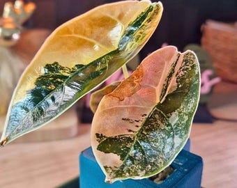 Alocasia Cuprea Latte Bonte Zeldzame Aroid Startplant Binnen Kamerplant Levend Tropisch Verzamelaarscadeau
