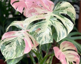 Monstera Deliciosa Pink & Tricolor Variegated Pflanzwurzelknoten Stecklinge Lebende Zimmerpflanze