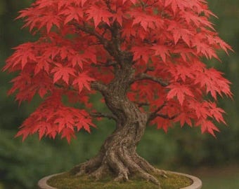 Bonsái de arce rojo japonés / Acer palmatum (Arce de palma) (Árbol ornamental de interior y exterior, poco común)