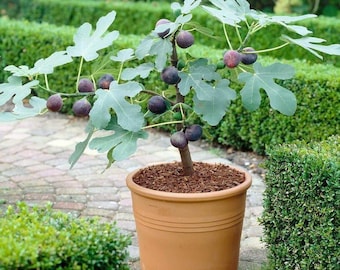 Higuera de Chicago de 1 galón, árbol vivo, planta frutal autopolinizadora resistente al frío.