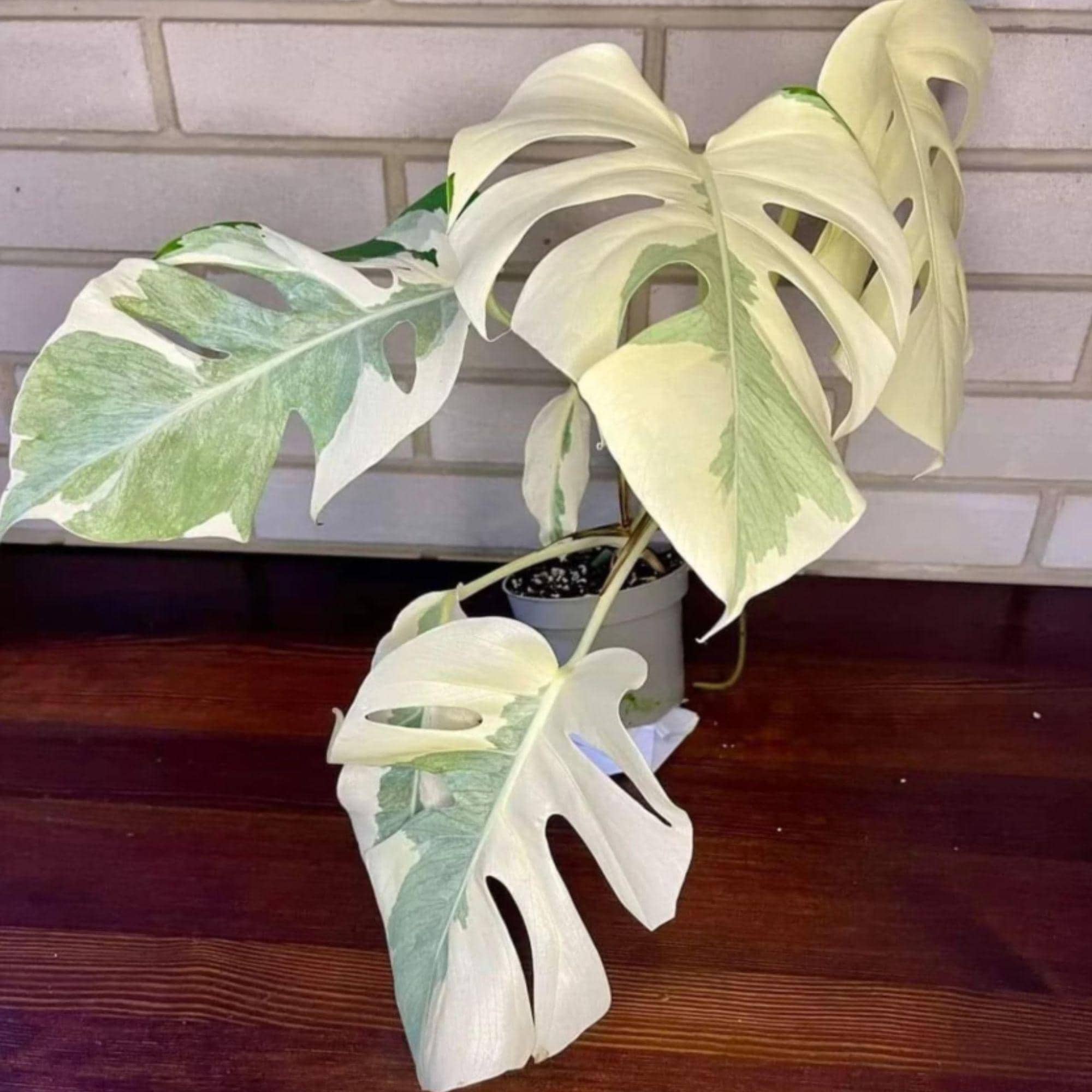 Ableger monstera - Etsy.de