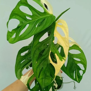 Rare indoor plant pink albo variegated monstera - Etsy sterreich