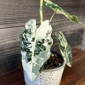 May include: An Alocasia Frydek variegated houseplant with heart-shaped leaves featuring a distinct pattern of deep forest green and creamy white splashes. The plant is potted in a white ceramic container with a decorative perforated pattern.