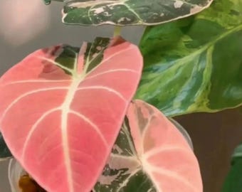 Alocasia Black Velvet Pink Ninja, planta joven, bulbos enraizados (cormos)