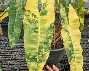 Planta viva de filodendro Billietiae variegado raro, nudo enraizado.