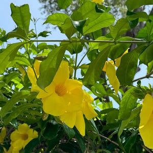 May include: A vibrant Allamanda cathartica plant featuring large, trumpet-shaped bright yellow flowers with five overlapping petals. The plant has glossy, deep green, pointed leaves arranged on thin, woody stems against a clear blue sky.