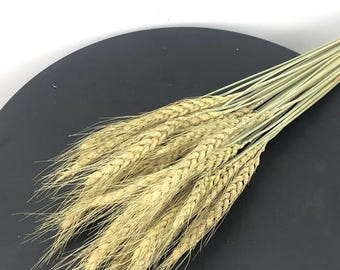 Espigas de trigo secas y flores secas: materiales rústicos para manualidades, decoración del hogar, elaboración de coronas y proyectos de bricolaje.