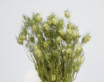 Gedroogde zwarte grasbloem – bloemsierkunst, huisdecoratie, boeketten in natuurlijke stijl