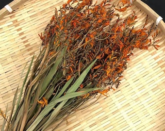 Dried Crocosmia Spikes, Natural Orange Montbretia Flowers, for Wedding Arch and Aisle Floral Decor, and Fall Fashion Photography.