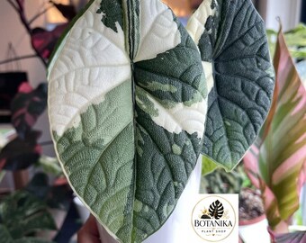 Rzadka roślina Alocasia Maharani Variegata | Szary smok Aroid – roślina doniczkowa
