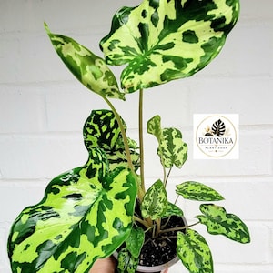 Alocasia Hilo Beauty Plant | Rare Variegated Tropical Houseplant | Camouflage Leaf Aroid
