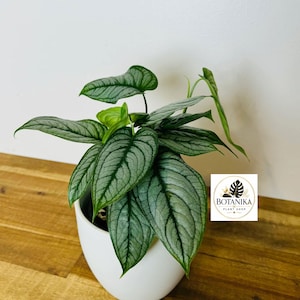 Monstera Siltepecana Variegated - Etsy Canada