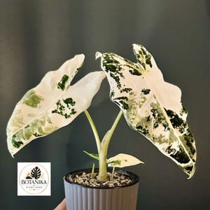 Alocasia Frydek Variegata Live Plant | Rare Green Velvet Tropical Houseplant