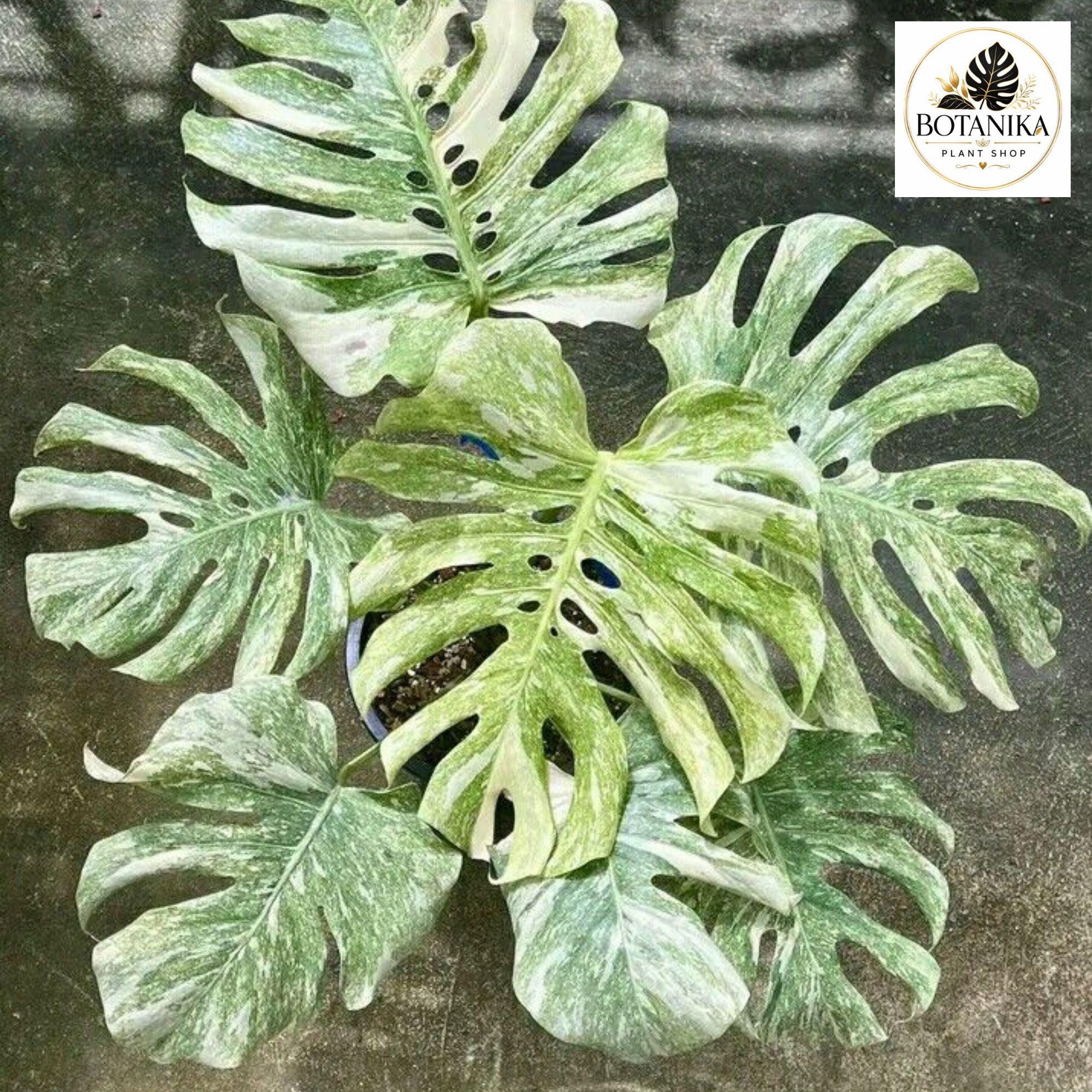 Monstera deliciosa variegata - Etsy 日本