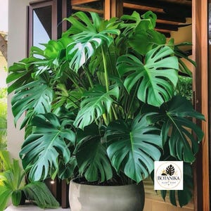 buy large zz plant online ZZ Plant (Zamioculcas Zamiifolia)
