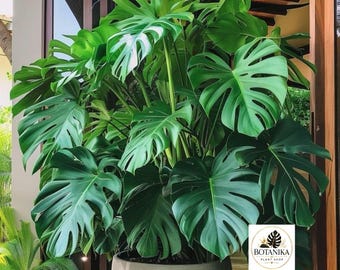 Monstera Deliciosa Lebende Pflanze | Schweizer Käse Zimmerpflanze | Pflegeleicht