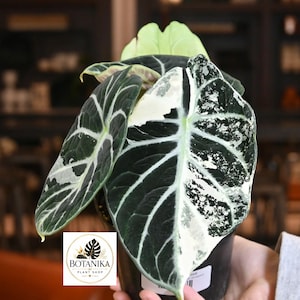 Alocasia Variegated Dragon Scale - Etsy Canada