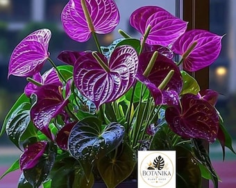 Purple Anthurium Plant | Rare Tropical Flamingo Lily, Indoor Flowering Houseplant