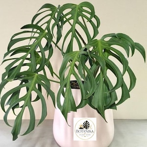 Monstera Burle Marx Flame Live Plant | Zeldzame tropische aroidea, gefenestreerde bladeren, kamerplant voor verzamelaars
