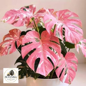 Roze monsteraplant | Zeldzame bonte tropische kamerplant, Collector Aroid