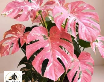 Rosa Monstera Pflanze | Seltene bunte tropische Zimmerpflanze, Sammler Aroid