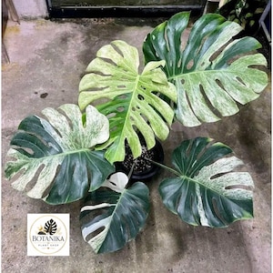 White monstera - Etsy sterreich