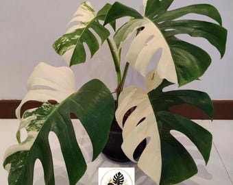 Monstera Albo Variegata (Planta Viva) | Rara planta de interior com variegado branco em formato de meia-lua