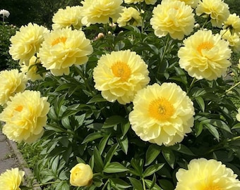 Bartzella Itoh Peony Roots – Yellow Perennial Garden Flower for Planting