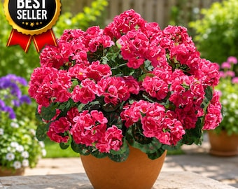 6 Bundles Artificial Geranium Flowers – Faux Outdoor Fall Decor (4 Colors)