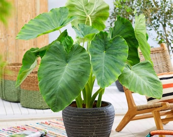 5 Elephant Ear Bulbs Colocasia Esculenta Tropical Garden Planting