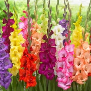 May include: A vibrant display of gladiolus flowers in various colors, including purple, yellow, red, pink, and orange. The flowers are arranged in a lush, green garden setting, showcasing their tall, spiky blooms.