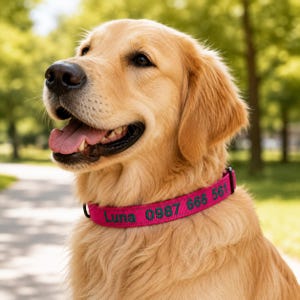 May include: A golden retriever wearing a bright pink dog collar. The collar features the name Luna and the phone number 0987 666 561 embroidered in dark green thread. The collar has a black plastic buckle and a metal D-ring for leash attachment.
