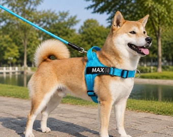 May include: A Shiba Inu dog wearing a bright blue dog harness with a black rectangular patch featuring the white text MAX. The harness is attached to a matching blue lead. The dog has a tan and white coat, pointed ears, and a curled tail.